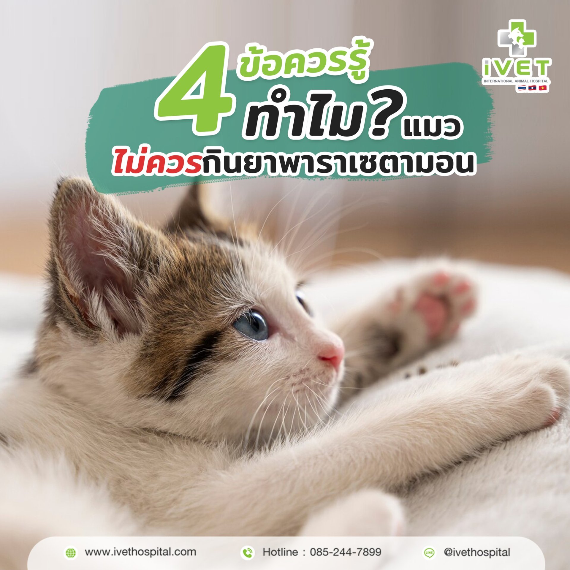4 ข้อควรรู้ ทำไมแมวไม่ควรกินยาพาราเซตามอล